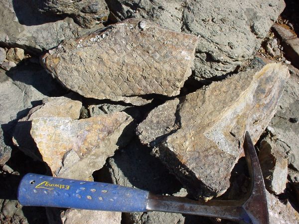 <i>Lepidodendron</i> sp. stem impressions, Early Carboniferous Campwyn Volcanics, central Queensland.